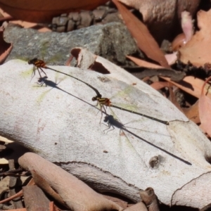 Nososticta solida at Bonython, ACT - 17 Jan 2021