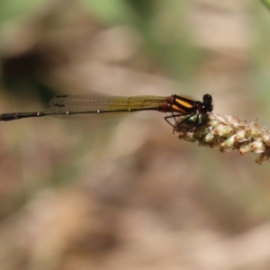 Nososticta solida at Bonython, ACT - 17 Jan 2021