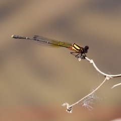 Nososticta solida at Bonython, ACT - 17 Jan 2021