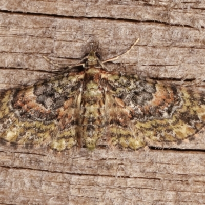 Chloroclystis approximata (Plumed or Cherry Looper) at Melba, ACT - 5 Jan 2021 by kasiaaus