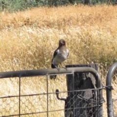 Cracticus nigrogularis (Pied Butcherbird) at Hall Cemetery - 10 Jan 2021 by pinnaCLE