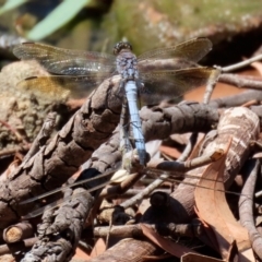 Orthetrum caledonicum (Blue Skimmer) at Stranger Pond - 17 Jan 2021 by RodDeb