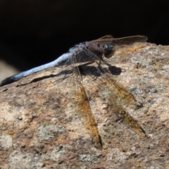 Orthetrum caledonicum at Bonython, ACT - 17 Jan 2021 12:07 PM