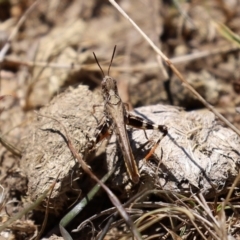 Austroicetes pusilla (Grasshopper, Locust) at Greenway, ACT - 17 Jan 2021 by RodDeb