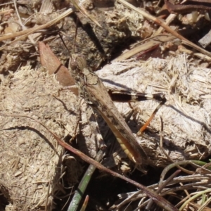 Austroicetes pusilla at Greenway, ACT - 17 Jan 2021