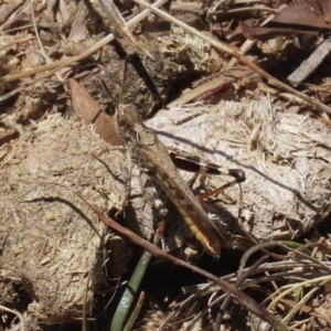 Austroicetes pusilla at Greenway, ACT - 17 Jan 2021