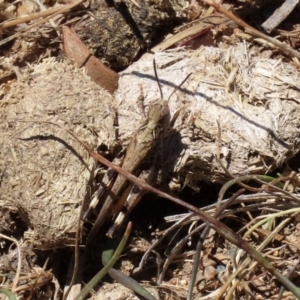 Austroicetes pusilla at Greenway, ACT - 17 Jan 2021