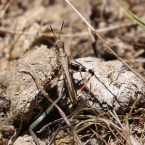 Austroicetes pusilla at Greenway, ACT - 17 Jan 2021