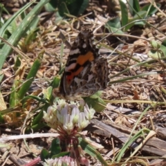 Vanessa kershawi (Australian Painted Lady) at Greenway, ACT - 17 Jan 2021 by RodDeb