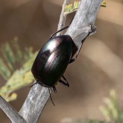 Chalcopteroides cupripennis (Rainbow darkling beetle) at Umbagong District Park - 17 Jan 2021 by Roger