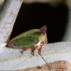 Sextius virescens (Acacia horned treehopper) at Hall Cemetery - 17 Jan 2021 by Roger