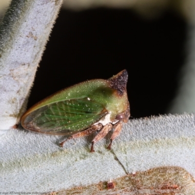 Sextius virescens (Acacia horned treehopper) at Hall, ACT - 17 Jan 2021 by Roger