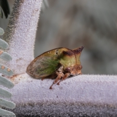 Sextius virescens at Hall, ACT - 18 Jan 2021 09:14 AM