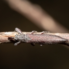 Rhinotia phoenicoptera (Belid weevil) at Umbagong District Park - 17 Jan 2021 by Roger