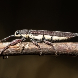 Rhinotia phoenicoptera at Latham, ACT - 18 Jan 2021