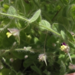 Kickxia elatine (Sharpleaf Cancerwort) at Holt, ACT - 17 Jan 2021 by pinnaCLE