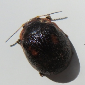 Trachymela sp. (genus) at Tennent, ACT - 7 Jan 2021