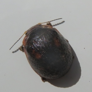 Trachymela sp. (genus) at Tennent, ACT - 7 Jan 2021