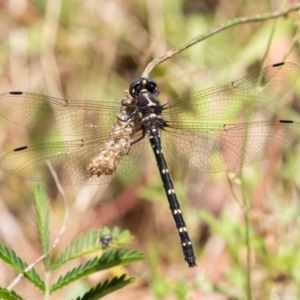 Eusynthemis guttata at Cotter River, ACT - 15 Jan 2021