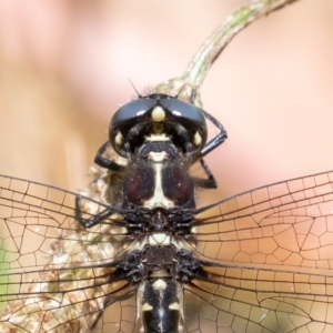 Eusynthemis guttata at Cotter River, ACT - 15 Jan 2021