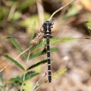 Eusynthemis guttata at Cotter River, ACT - 15 Jan 2021