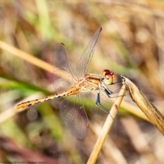 Diplacodes bipunctata (Wandering Percher) at Latham, ACT - 18 Jan 2021 by Roger