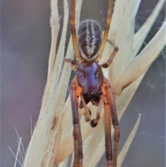 Cheiracanthium sp. (genus) (Unidentified Slender Sac Spider) at Holt, ACT - 16 Jan 2021 by CathB