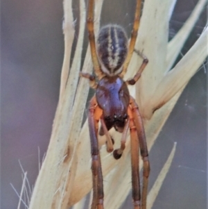 Cheiracanthium sp. (genus) at Holt, ACT - 16 Jan 2021 07:13 AM