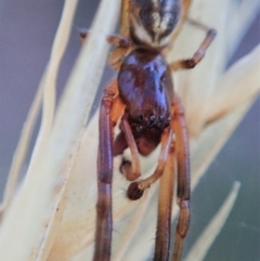 Cheiracanthium sp. (genus) at Holt, ACT - 16 Jan 2021 07:13 AM