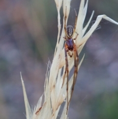 Cheiracanthium sp. (genus) at Holt, ACT - 16 Jan 2021