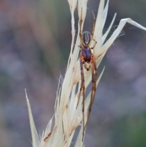 Cheiracanthium sp. (genus) at Holt, ACT - 16 Jan 2021 07:13 AM