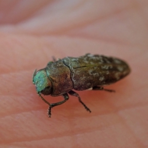 Diphucrania sp. (genus) at Holt, ACT - 16 Jan 2021 07:19 AM