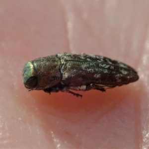 Diphucrania sp. (genus) at Holt, ACT - 16 Jan 2021 07:19 AM