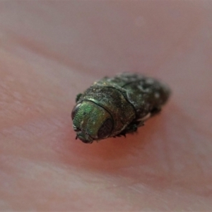 Diphucrania sp. (genus) at Holt, ACT - 16 Jan 2021 07:19 AM