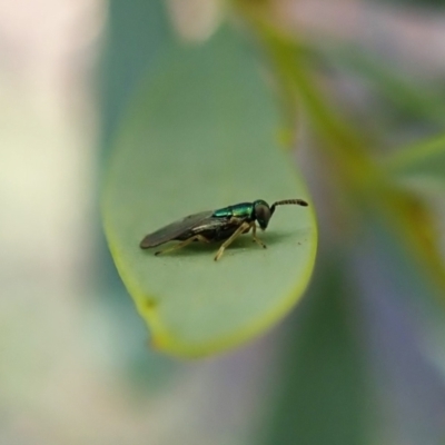 Chalcidoidea (superfamily) (A gall wasp or Chalcid wasp) at Aranda Bushland - 15 Jan 2021 by CathB