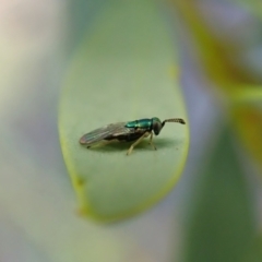 Chalcidoidea (superfamily) at Holt, ACT - 16 Jan 2021