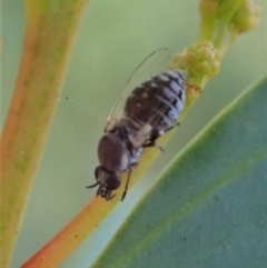 Ceratopogonidae (family) (Biting Midge) at Aranda Bushland - 15 Jan 2021 by CathB