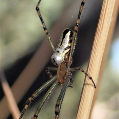 Leucauge dromedaria (Silver dromedary spider) at Holt, ACT - 16 Jan 2021 by CathB