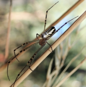 Leucauge dromedaria at Holt, ACT - 16 Jan 2021