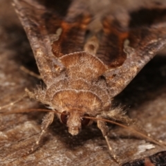 Chrysodeixis subsidens at Melba, ACT - 6 Jan 2021