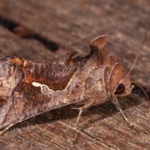 Chrysodeixis subsidens at Melba, ACT - 6 Jan 2021