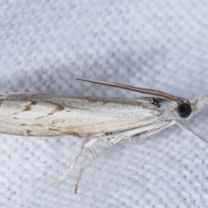 Culladia cuneiferellus at Melba, ACT - 6 Jan 2021