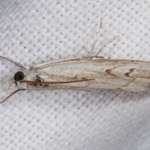 Culladia cuneiferellus at Melba, ACT - 6 Jan 2021