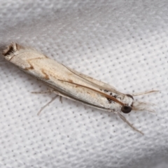 Culladia cuneiferellus at Melba, ACT - 6 Jan 2021