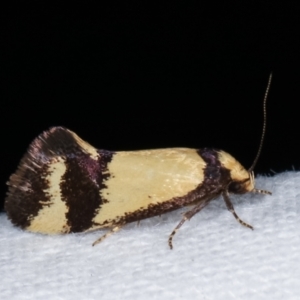 Olbonoma triptycha at Melba, ACT - 6 Jan 2021 09:20 PM