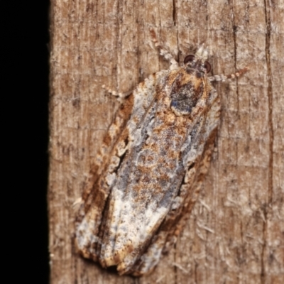 Thrincophora signigerana (Dark Signed Tortrix Moth) at Melba, ACT - 6 Jan 2021 by kasiaaus