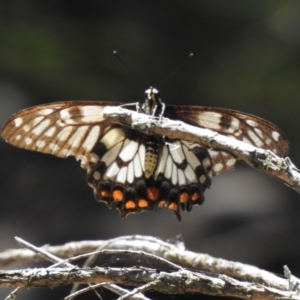 Papilio anactus at Downer, ACT - 18 Jan 2021 02:45 PM