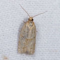 Tortricinae (subfamily) (A tortrix moth) at Melba, ACT - 6 Jan 2021 by kasiaaus