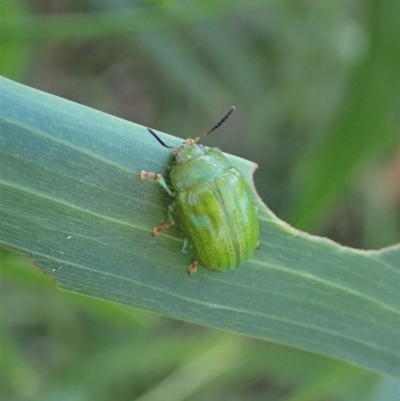 Calomela pallida (Leaf beetle) at Holt, ACT - 15 Jan 2021 by CathB