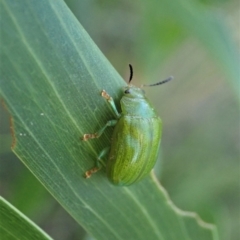 Calomela pallida at Holt, ACT - 16 Jan 2021